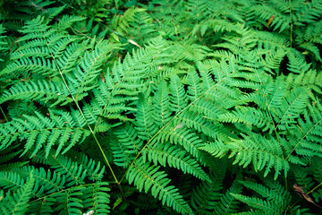 Natural green fern leaves texture in the forest close up on the dark background