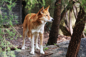 Naklejka na ściany i meble Red fox in a pine forest, Animal wildlife.