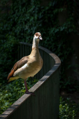 nil goose on the fence