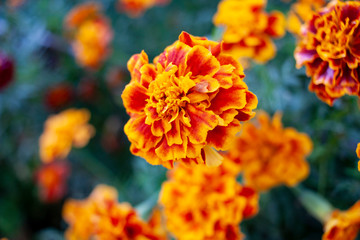 Marigolds backgrounds. Close up of beautiful Marigold flower in garden, selective focus. Close-up.