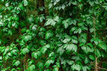 Virginia Creeper in the forest