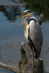 great blue heron in water