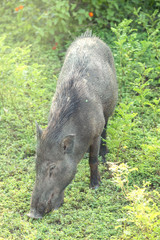 Warthog in national park Yala, Sri Lanka
