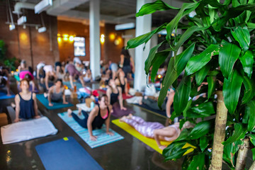 Diverse group of people in yoga class. A large plant is seen in the foreground as blurry people are seen doing the upward facing dog during 108 salutations to the sun inside a large gym.