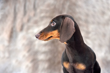 Fototapeta na wymiar Brown and tan miniature smooth dachshund