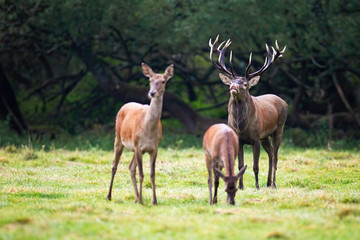 Naklejka na ściany i meble Red deer, cervus elaphus, herd with stag sniffing for scents of hind during rutting season in wilderness. Group of wild mammals in vivid prairie in summertime.