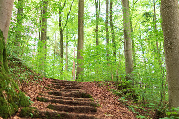 Stone stairs in the forest