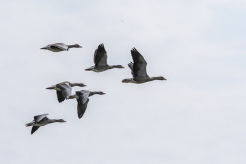 Wilde Graugänse im Flug im Wattenmeer