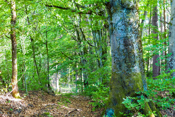 A footpath in the forest