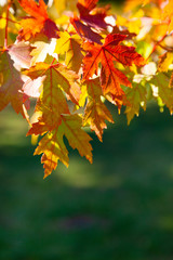 Multi-colored maple leaves.