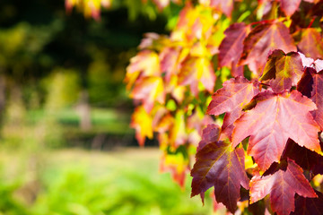 Multi-colored maple leaves.