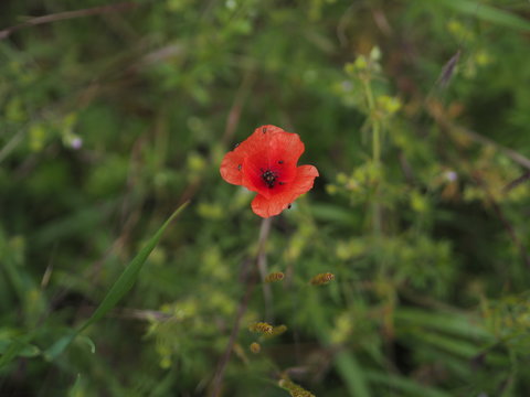 A bright red poppy against a dark rural scene 