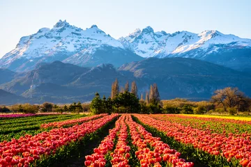 Fotobehang Scene view of field of tulips against snow-capped Andes mountains and clear sky in Trevelin, Patagonia, Argentina © Pedro Suarez