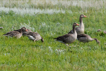 Graugänse auf der Salzwiese 