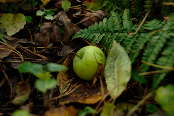 Apple in the forest