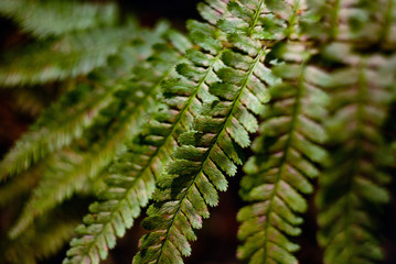 fern in forest