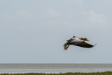 Wilde Graugänse im Flug im Wattenmeer