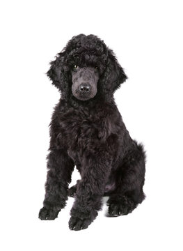 Black Poodle puppy