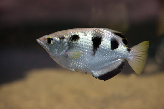 Sch&uuml;tzenfisch oder Spritzfisch (Toxotes jaculatrix) tropisches Brackwasser