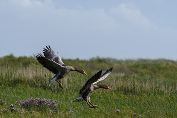 Wilde Graugänse im Flug im Wattenmeer