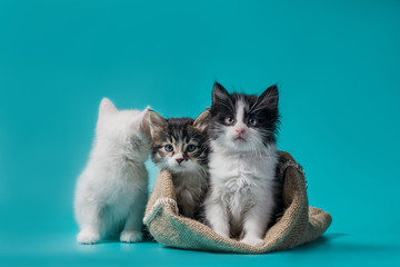Fototapeta na wymiar two kittens in a sack and one next to the bag on a turquoise background