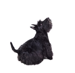Playing scotch terrier puppy