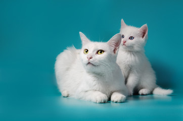 white kitten next to his mother on a turquoise background