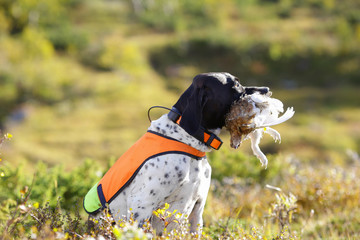 Dog english pointer