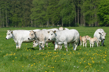 Chianina Rinderrasse auf Weide