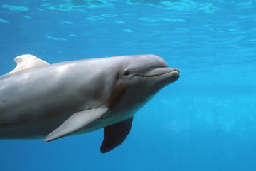 Naklejka premium Großer Tümmler (Tursiops truncatus) unter Wasser