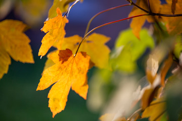 Żółty jesienny liść