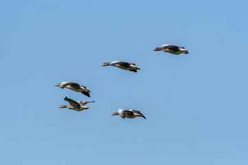 Wilde Graugänse im Flug im Wattenmeer
