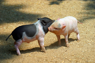 Junge Hausschweine Ferkel beim Spielen