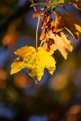 autumn leaves on tree - obrazy, fototapety, plakaty