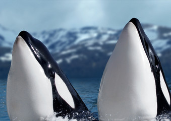 Schwertwal oder Orca (Orcinus orca) schauen aus Wasser