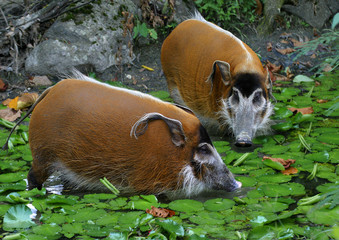 Pinselohrschwein oder Flussschwein (Potamochoerus porcus)