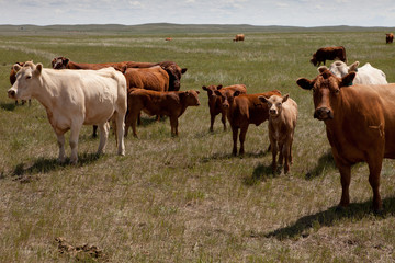 Fototapeta premium Kühe auf einer Wiese in Alberta, Kanada