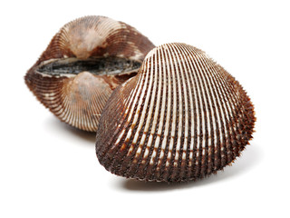 Scapharca subcrenata on white background 