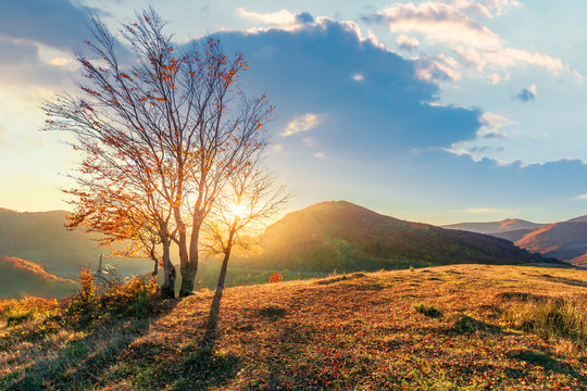 group of trees in sunlight on the edge of a hill. beautiful autumn scenery in mountains at sunset. meadow in weathered grass. clouds on the sky