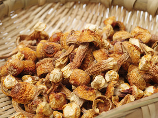 dried mushroom on white background