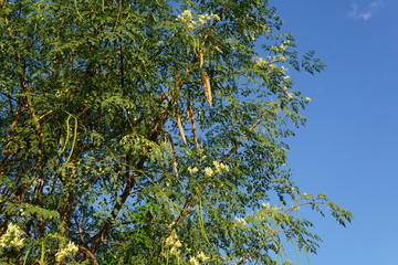 Moringa oleifera with a blue sky background