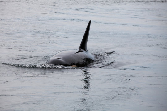Orca, Killerwal in freier Wildbahn, von Land aus fotogrfiert