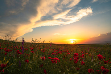 Fields of blooming poppy. Fields and hills are covered with a carpet of wild flowers. Summer 2019, Eastern Georgia, near the town of Gori. Sunset.
