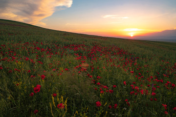 Fields of blooming poppy. Fields and hills are covered with a carpet of wild flowers. Summer 2019, Eastern Georgia, near the town of Gori. Sunset.