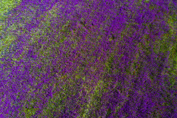 Fields of blooming delphiniums, poppys and bluets. Fields and hills are covered with a carpet of wild flowers. Summer 2019, Eastern Georgia, near the town of Gori. Sunset