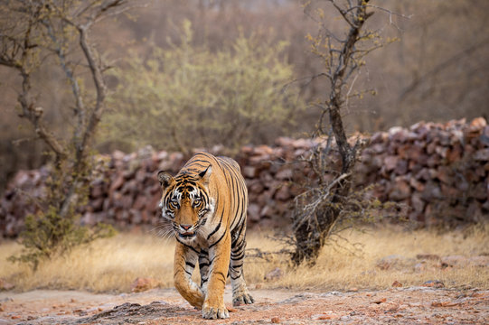 Ranthambore National Park, Rajasthan, India - October 3, 2019 Wild Male Bengal Tiger Veeru Or T109 On Evening Stroll. He Died Today In Territorial Fight With Another Male Tiger T42 - Panthera Tigris