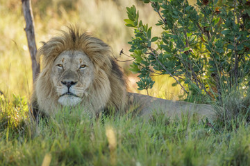 Portrait of a male lion ( Panthera Leo) relaxing, Welgevonden Game Reserve, South Africa.