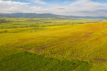 Fototapeta na wymiar Fields of blooming poppy. Fields and hills are covered with a carpet of wild flowers. Summer 2019, Eastern Georgia, near the town of Gori. Sunset.