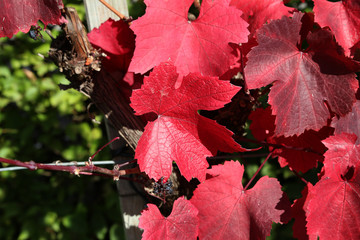 Naklejka na ściany i meble Bright autumn grape leaves in the vineyard