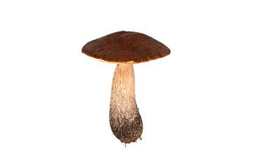 Leccinum scabrum edible forest mushroom, fresh, natural, isolated on white. © SebbPL